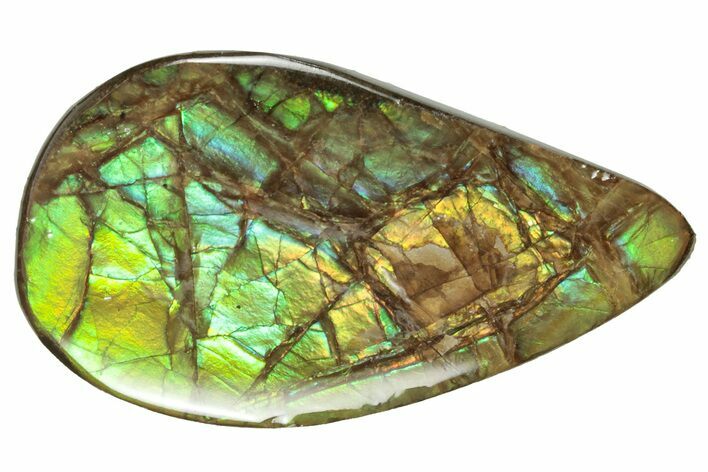 Flashy Ammolite (Fossil Ammonite Shell) - Greens & Yellows #357571